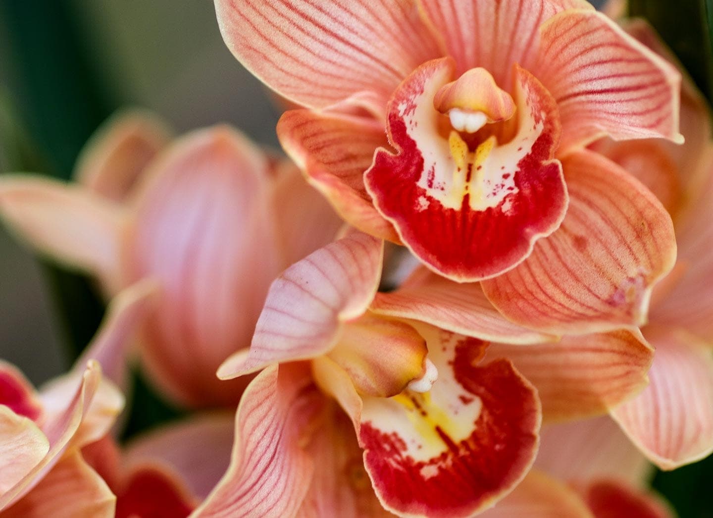 Fuqua Orchid Center
